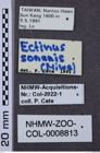 Etikette zu Ectinus sonanis (NHMW-ZOO-COL-0008813)